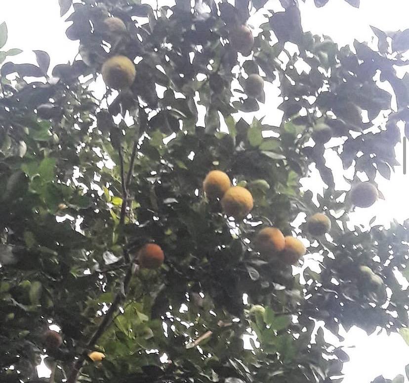Pomar
