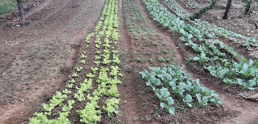 Horta real do Campo Delivery